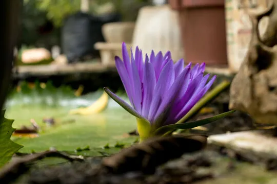 极速飞艇 数据分析图